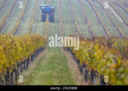 Raccolta di uve con una mietitrebbia, Moravia meridionale, Repubblica Ceca Foto Stock