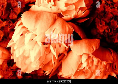 Bella primavera sfondo motivo con fiore rosso . Primo piano di fiori di peonia Foto Stock