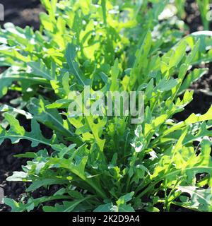 Impianto di rucola in crescita in orto biologico. Foto Stock