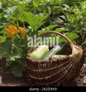 Piante di zucchine in fiore sul letto giardino. Cesta piena di fresf squash Foto Stock