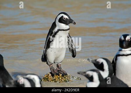 Pinguino africano sulle rocce costiere Foto Stock