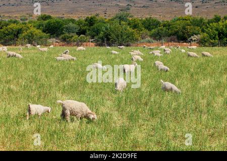 Capre di Angora che pascolano su pascolo Foto Stock