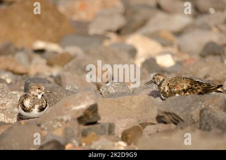 Ruddy pietre di arenaria interpres. Foto Stock