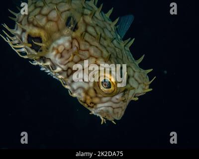 Primo piano di pesce burrfish (Chilomycterus antillarum) sulla barriera corallina del Mar dei Caraibi, Roatan, Bay Islands, Honduras Foto Stock