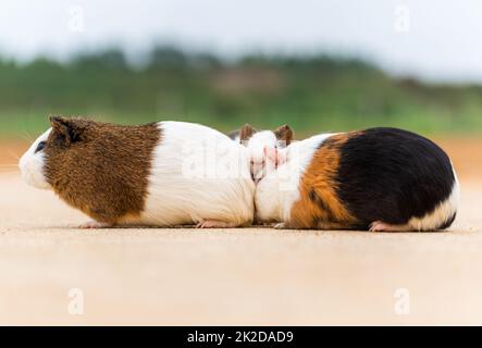 Tre porcellini d'India su un pavimento di cemento Foto Stock