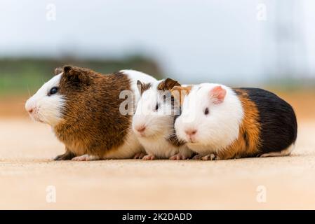 Tre porcellini d'India su un pavimento di cemento Foto Stock