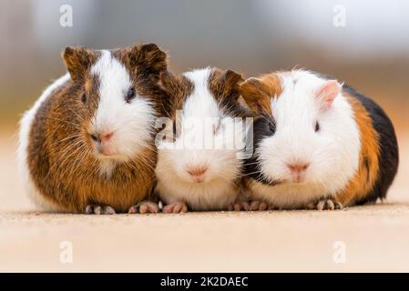 Tre porcellini d'India su un pavimento di cemento Foto Stock