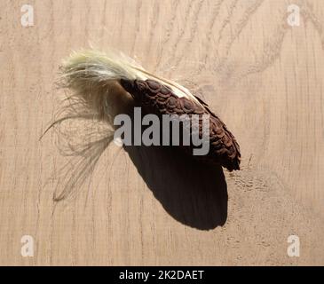 Un grappolo di semi rimosso da un pod comune del seme di Milkweed Foto Stock