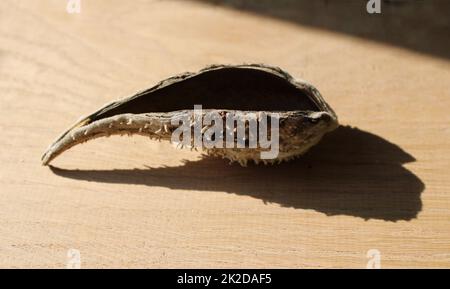 Un pod di seme vuoto di una pianta di Milkweed comune Foto Stock