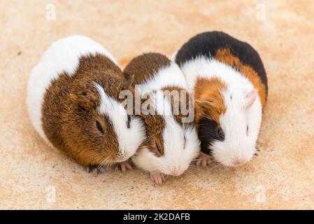 Tre porcellini d'India su un pavimento di cemento Foto Stock