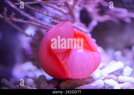 Un bellissimo anemone di rame in un acquario marino. Foto Stock