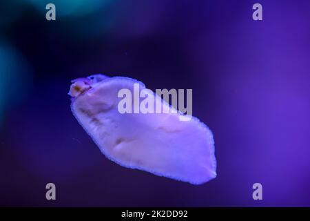 Una lumaca nell'acquario di acqua salata sul vetro Foto Stock