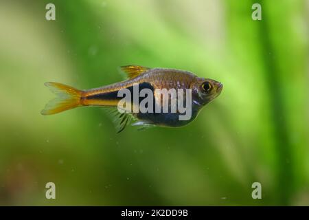 Una barbetta di cuneo, barbetta di orso in un acquario. Foto Stock