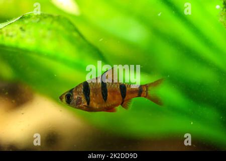 Primo piano di un fienile a cinque cinture. Un granaio in acquario. Foto Stock