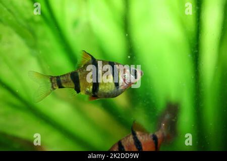 Primo piano di un fienile a cinque cinture. Un granaio in acquario. Foto Stock