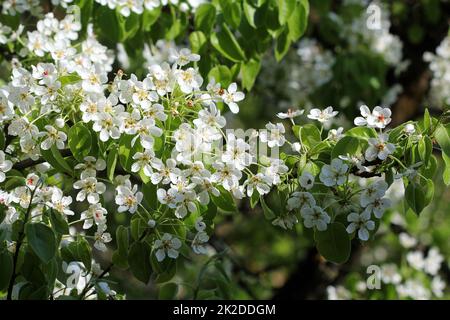 Bellissimo il ramo pear tree fiorisce in primavera Foto Stock