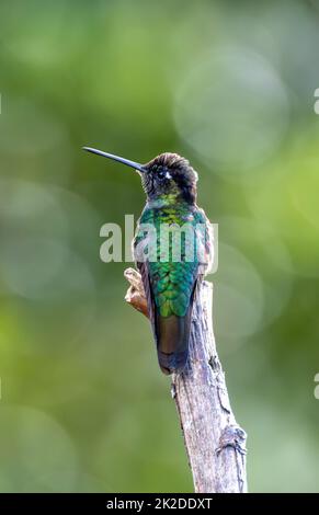 Colibrì a testa violetta - Klais guimeti, San Gerardo de Dota, Costa Rica. Foto Stock