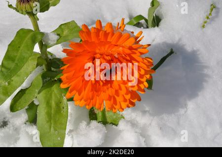 Marigold sotto la neve in Bretagna Foto Stock