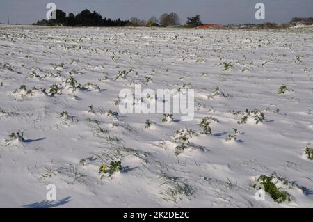 Daisy d'oro sotto la neve in Bretagna chrysanthemum di grano sotto la neve in Bretagna Foto Stock
