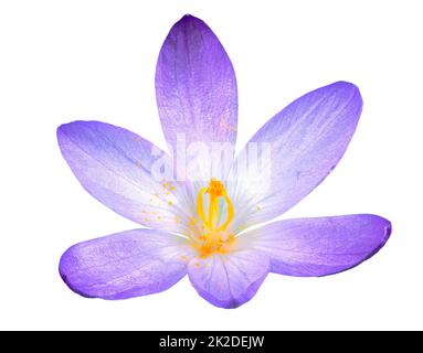 Fiore isolato di crocus purpoe Foto Stock