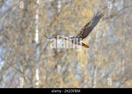 Un arrier paludoso occidentale che vola nella foresta Foto Stock