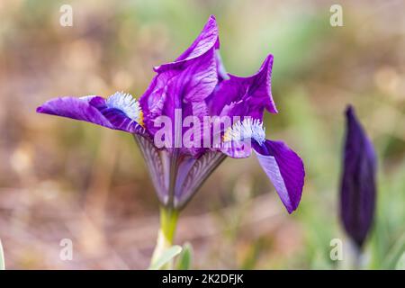 Iris nano a Pusty kopec u Konic vicino a Znojmo, Moravia meridionale, Repubblica Ceca Foto Stock