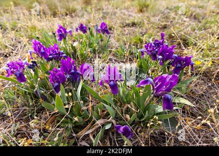 Iris nano a Pusty kopec u Konic vicino a Znojmo, Moravia meridionale, Repubblica Ceca Foto Stock