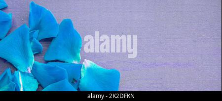 Banner blu con petali di rosa su sfondo sfocato con spazio copia sulla destra Foto Stock
