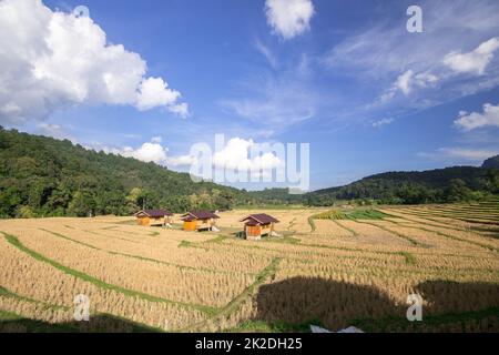 Tre cottage nel mezzo di risaie che ha già raccolto prodotti Foto Stock