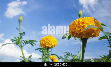 Marigold, colori luminosi, popolare con fiori recisi e usato nelle attività buddiste Foto Stock