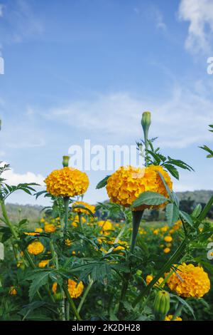 Marigold, colori luminosi, popolare con fiori recisi e usato nelle attività buddiste Foto Stock