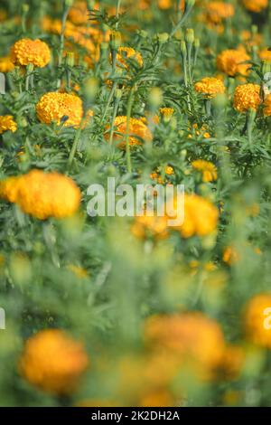 Marigold, colori luminosi, popolare con fiori recisi e usato nelle attività buddiste Foto Stock