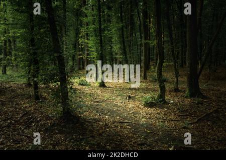 Una foresta scura e cupa con foglie verdi Foto Stock