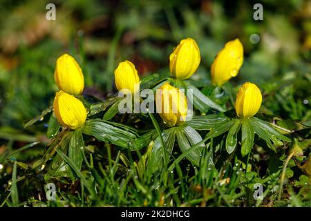 un inverno giallo fiori primavera Foto Stock