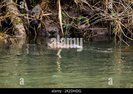 Un Muskrat in un fiume Foto Stock