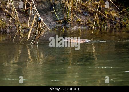 Un Muskrat in un fiume Foto Stock