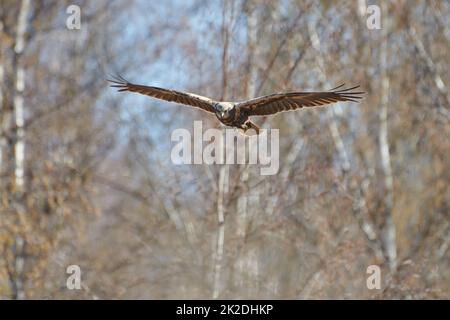 Un arrier paludoso occidentale che vola nella foresta Foto Stock