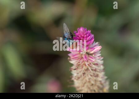 Blow Fly è su un fiore viola. Possiamo vederlo facilmente di giorno. Foto Stock