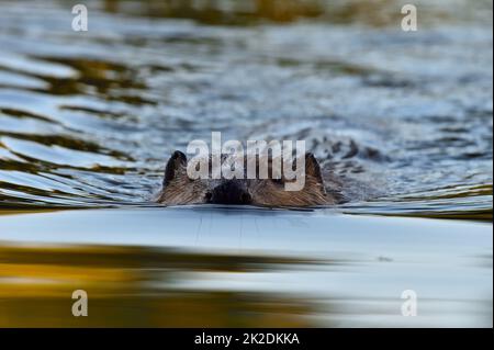 Un castoro selvatico adulto 'Castor canadensis', nuotando attraverso la luce calda nella calma acqua del suo stagno castoro. Foto Stock