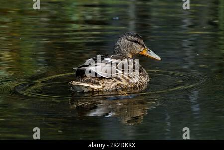 Un'immagine ravvicinata di un'anatra di Mallard 'Anas platyrhynchos', nuotando in uno stagno ancora in una zona umida nella zona rurale Alberta Canada. Foto Stock