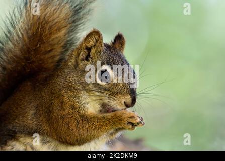 Un ritratto di uno scoiattolo rosso selvatico ' Tamiasciurus hudsonicus', leccando le zampe. Foto Stock