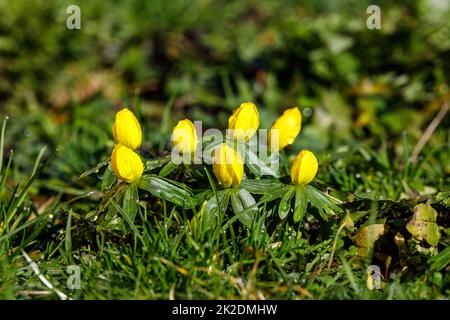 un inverno giallo fiori primavera Foto Stock