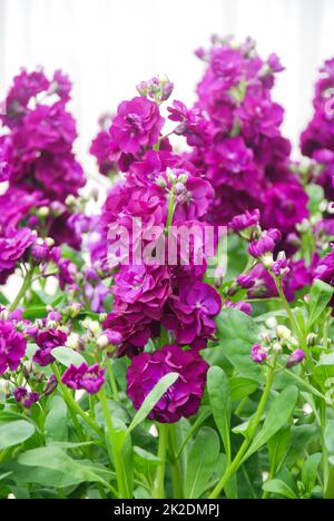 Matthiola incana fiore, fiori di brodo, fiori recisi nel vivaio, piena fioritura Foto Stock