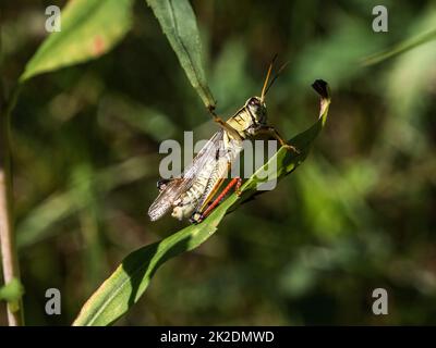 Tritatutto con zampe rosse, Melanoplus femurrubrum, Foto Stock