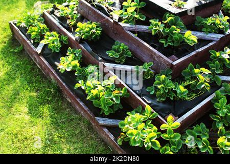 Le fragole crescono nel giardino rialzato. Piramide giardino rialzato Foto Stock