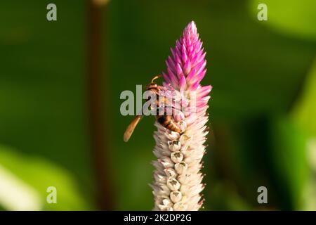 Hymenoptera è su un fiore viola. I calabroni sono insetti come le api. Foto Stock