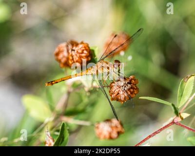 Una libellula di Meadowhawk autunnale, Sympetrum vicinum, che riposa su un fiore marrone nel Fish Hatchery Trail County Park, Hayward, Wisconsin. Foto Stock