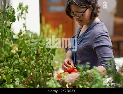 I miei pomodori sono belli questa stagione. Una donna di mezza età che raccoglie pomodori fatti in casa nel suo giardino. Foto Stock