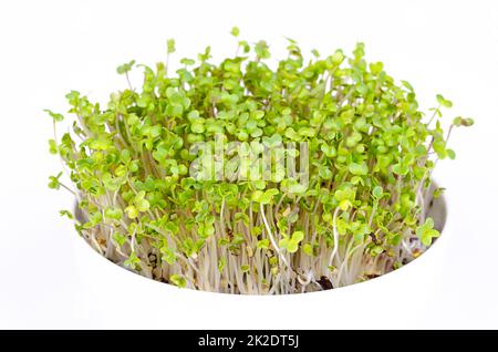 Senape bianca microgreens, Sinapis alba, in ciotola bianca, vista frontale Foto Stock