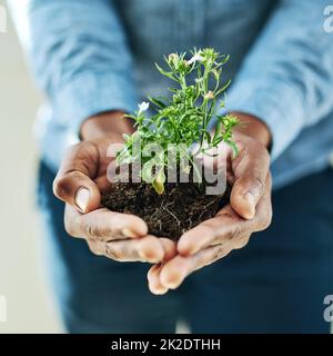 I sogni devono essere coltivati. Scatto ritagliato di un uomo che tiene una pianta. Foto Stock